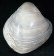 Polished Fossil Clam - Jurassic #12607-1